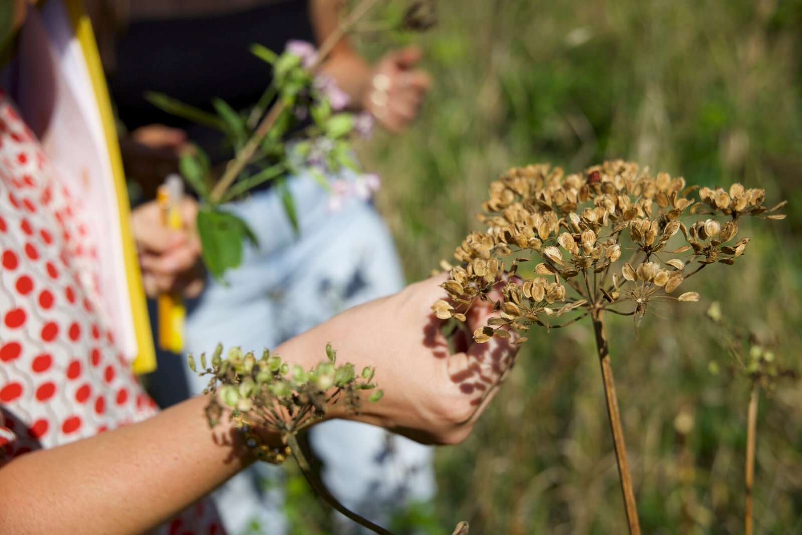 stage cueillette des plantes sauvages