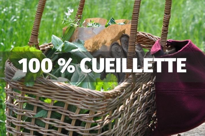 vignette stage cueillette des plantes comestibles et médicinales