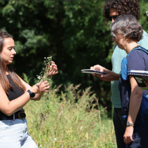 Stage plantes médicinales