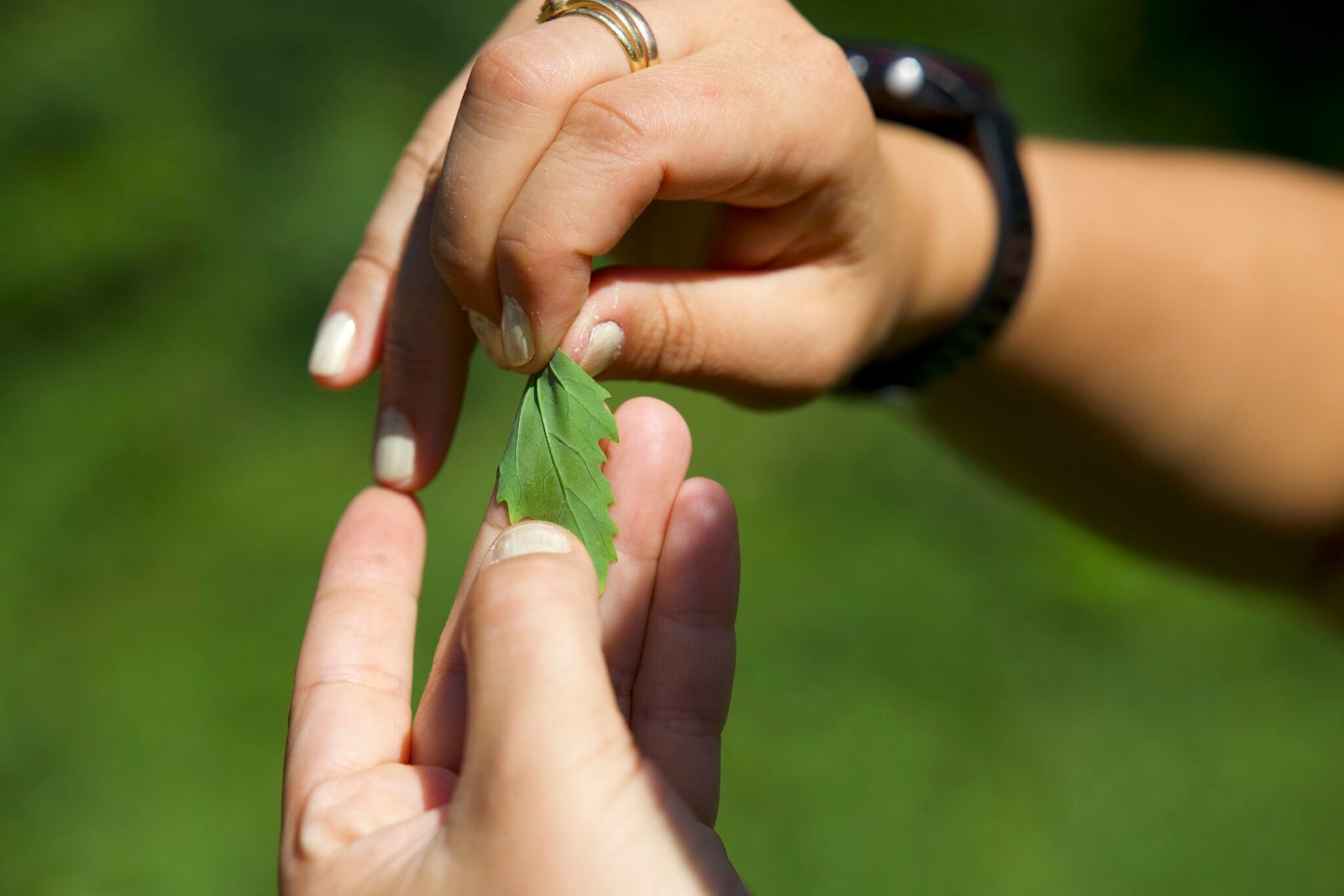 feuille de chénopode