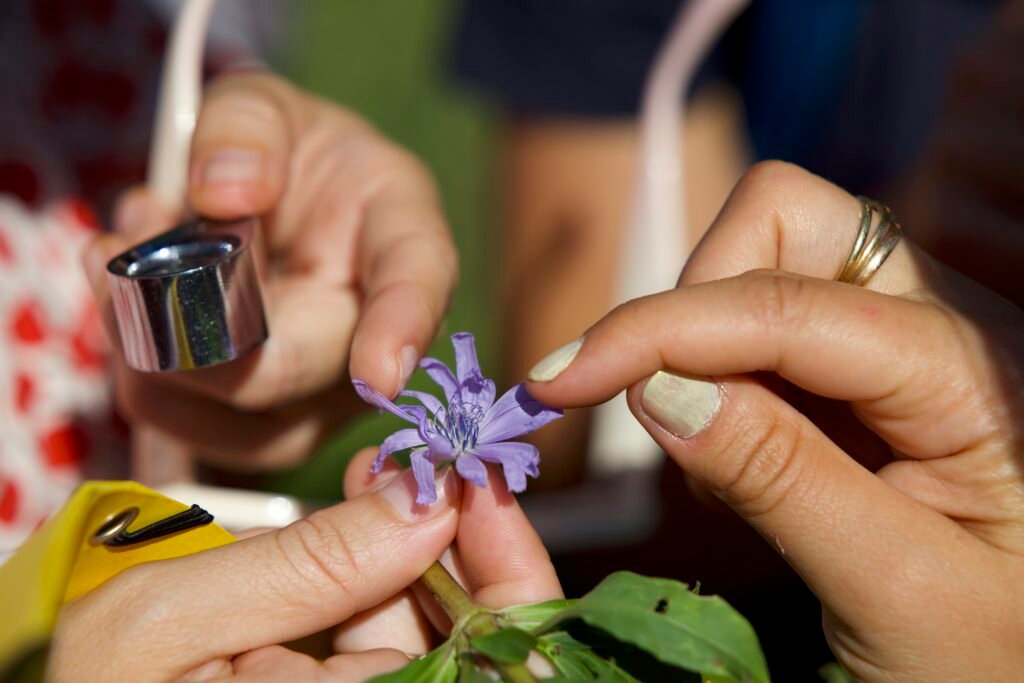 Balade plantes sauvages